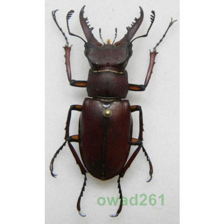 Lucanus swinhoei Parry, 1874 Taiwan 35mm2
